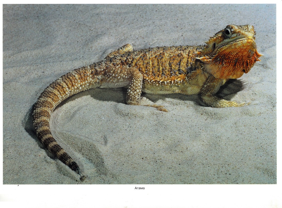 Книга из серии Мир в картинках - Рептилии и амфибии  